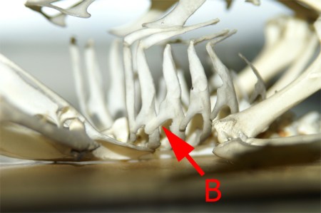 B = Uncinate processes on ribs