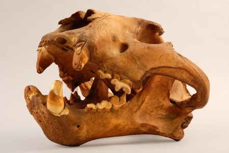 Skull of maneating tiger, Horniman Museum NH.74.11.19