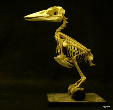 Laughing Kookaburra Dacelo novaeguineae skeleton