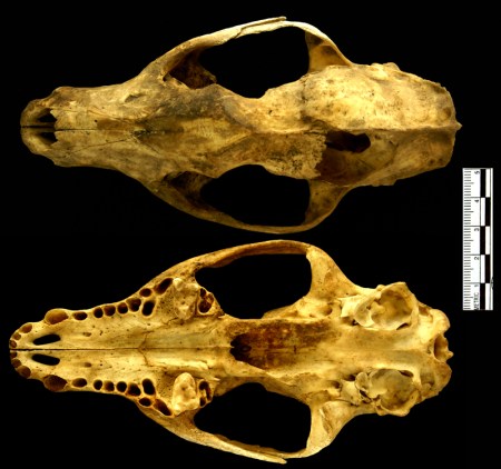 African Civet skull