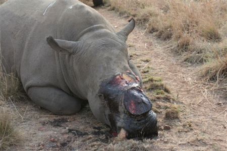 rhino-dehorned via everything.co.za
