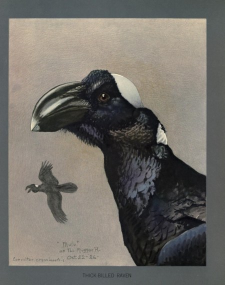 Corvus crassirostris from Album of Abyssinian birds and mammals by Louis Agassiz Fuertes.