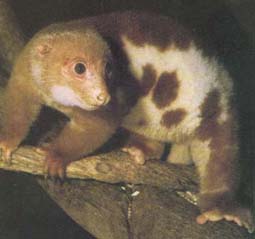 Common Spotted Cuscus by Shannon Davis