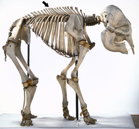 Asian Elephant skeleton via SVPOW