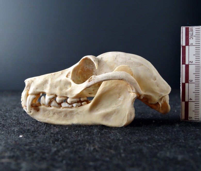 Skull of a Flying Fox (Pteropus sp.)