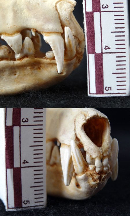 Grooved canine teeth of a Flying Fox (Pteropus sp.)