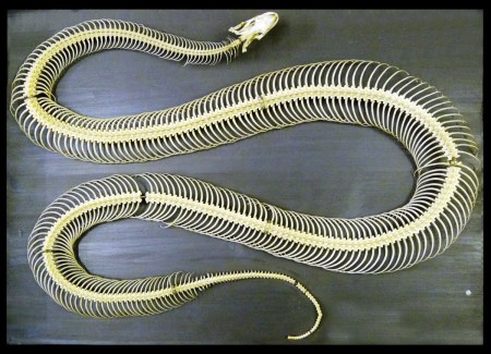 snakeskeleton