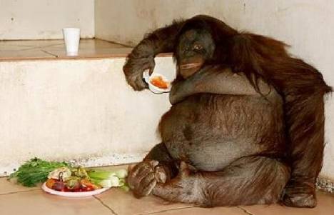 Oshine the morbidly obese Orangutan
