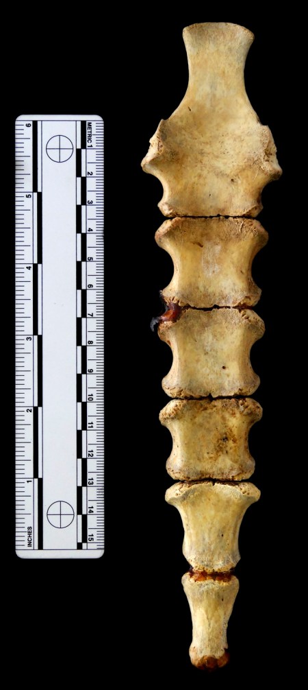 Sternum of immature male Fallow Deer Dama dama Sternum of immature male Fallow Deer Dama dama