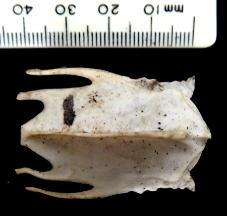 Tawny Owl (Strix aluco) sternum