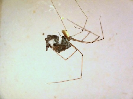 Cellar Spider (Pholcus phalangioides) feeding on a different spider species