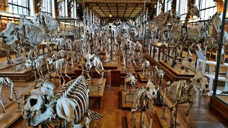 Paris_Comparative_Anatomy_G
