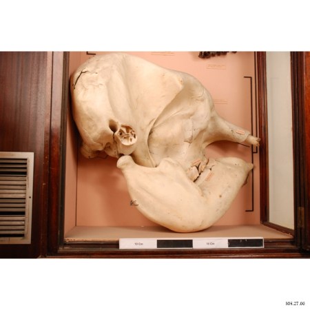 NH.27.66 Elephas maximus on display at the Horniman