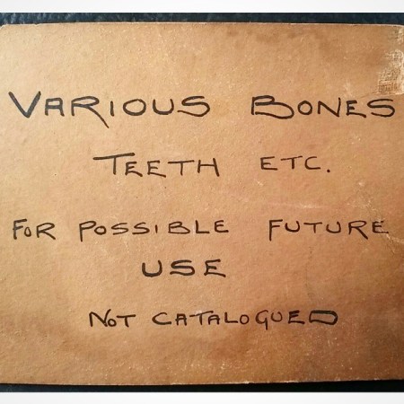 "Various bones teeth etc. For possible future use. Not catalogued
