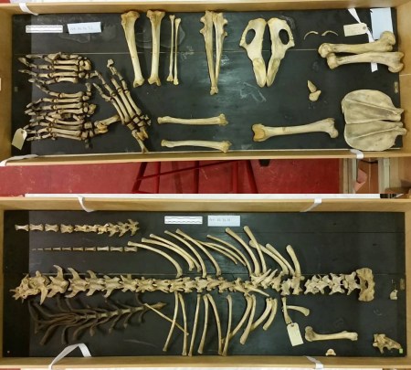 Lion postcrania, with some unexpected additions