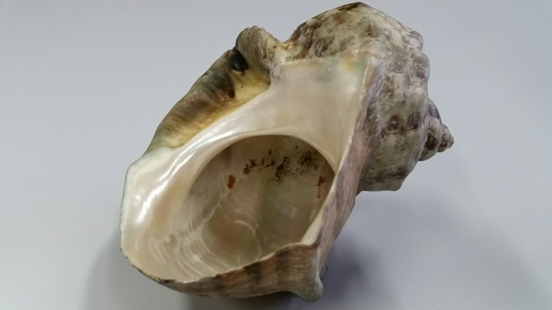 Green Turban Shell (Turbo marmoratus) showing aperture closed by the operculum