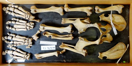 Tapir_apendicular_skeleton
