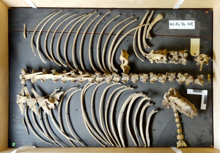 Tapir_axial_skeleton