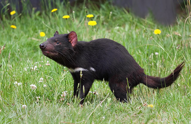 Tasmanian Devil (Sarcophilus harrisii), Tasmanian Devil Conservation Park, Taranna, Tasmania, Australia by JJ Harrison 2010.