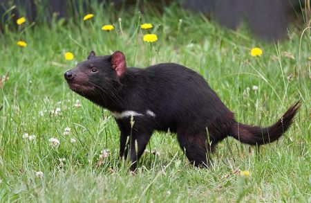 Tasmanian Devil (Sarcophilus harrisii), Tasmanian Devil Conservation Park, Taranna, Tasmania, Australia by JJ Harrison 2010.