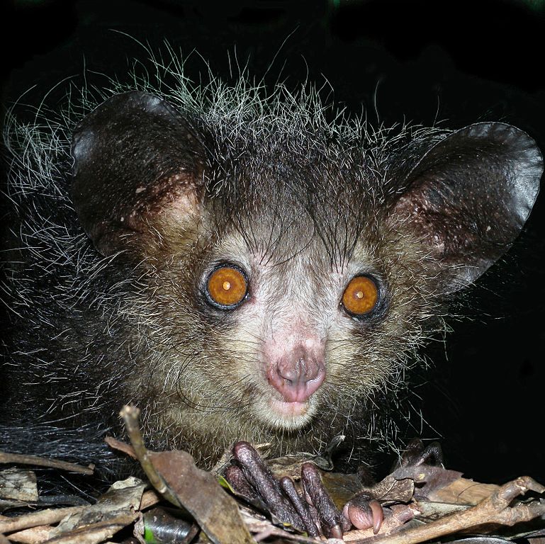 Aye-aye by Frank Vassen 2008