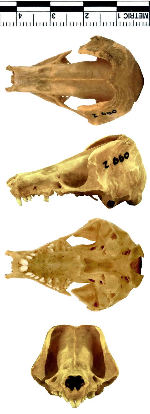 Friday mystery object #268 answer | Zygoma, image size:584x1604