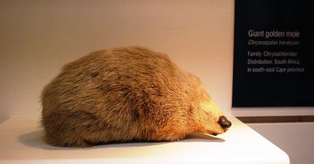 Giant Golden Mole taxidermy at NHM London by Esculapio 2010