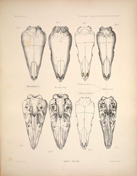Anatomical and zoological researches: comprising an account of the zoological results of the two expeditions to western Yunnan in 1868 and 1875; and a monograph of the two cetacean genera, Platanista and Orcella. John Anderson, 1878.