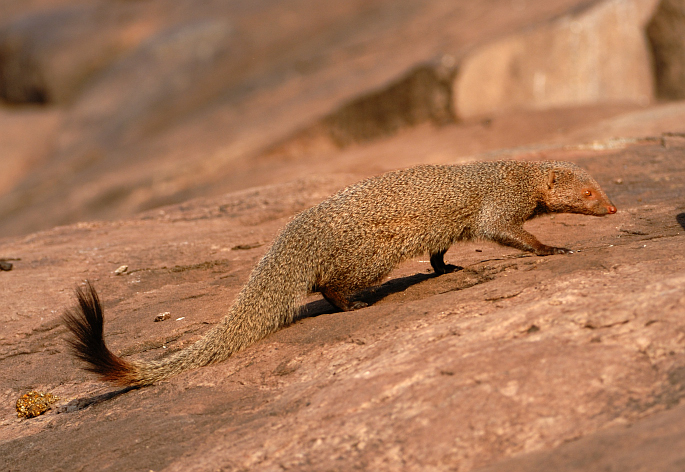 A Ruddy mongoose from Daroji wildlife sanctuary in Karnataka, India. By Kalyanvarma, 2009