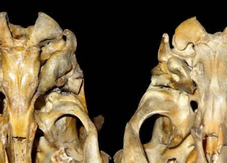 mystery273-mystery_and_shee