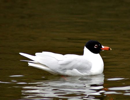 Mediterranean Gull in Sweden, by Martin Olsson, 2007