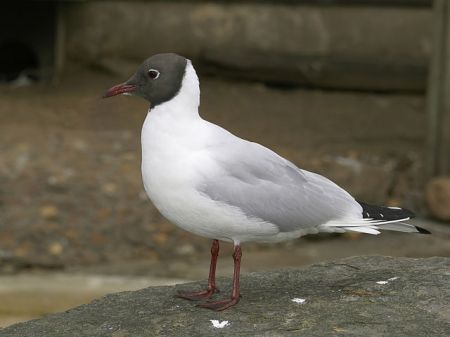 Black-headed gull at but not in the Antwerp Zoo, Belgium by Hans Hillewaert, 2008