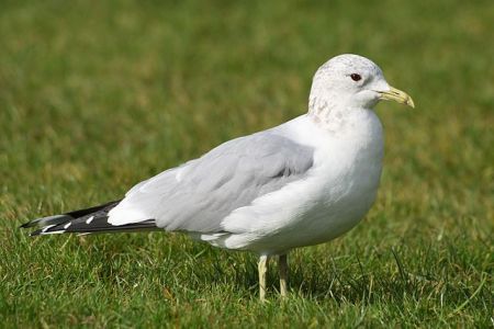 Common Gull (Larus canus) in winter plumage, by NotFromUtrecht, 2010