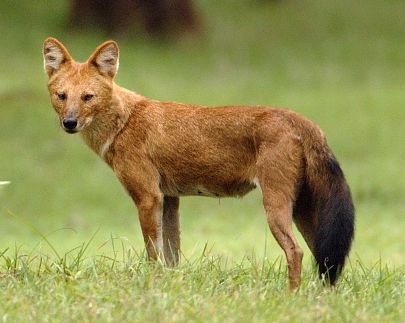 Dhole (Cuon alpinus) by Kalyanvarma