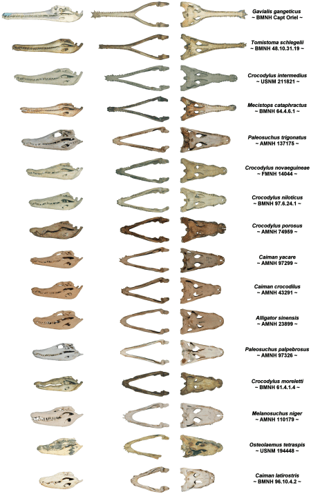 Figure from Walmsley et al (2013): Why the Long Face? The Mechanics of Mandibular Symphysis Proportions in Crocodiles. PLoS ONE 8(1): e53873, doi:10.1371/journal.pone.0053873