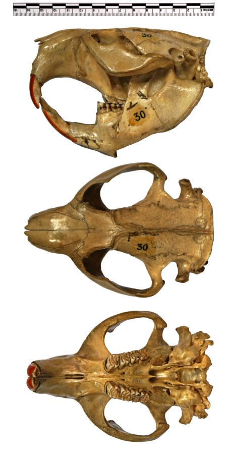 beaver_skull