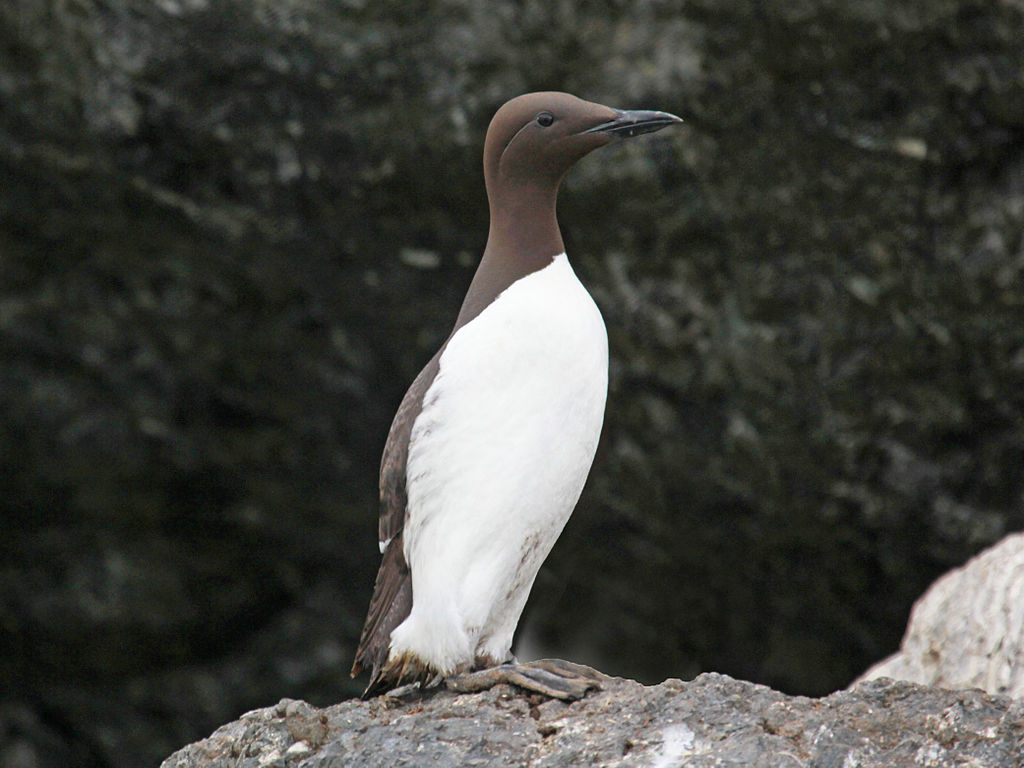 1024px-common_murre_rwd2