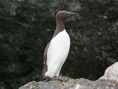 1024px-common_murre_rwd2