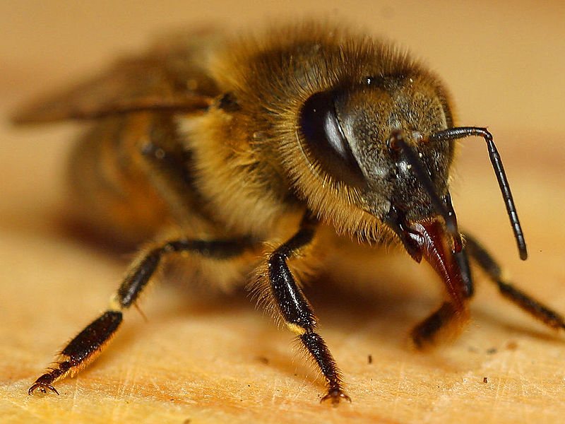 Honey Bee showing its mouthparts in situ. Image by Jon Sullivan