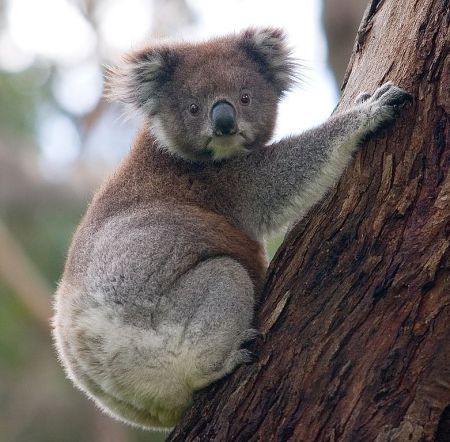 Koala climbing a tree. Photo by DAVID ILIFF. License: CC-BY-SA 3.0