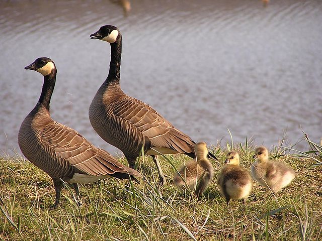 640px-small_cackling_goose_brood