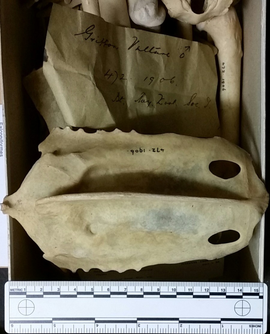 Griffon Vulture sternum