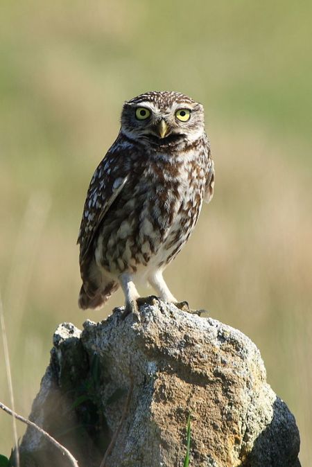 Little Owl by Arturo Nikolai, 2008