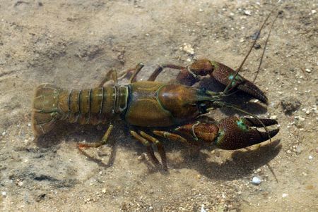 Signal crayfish by David Perez, 2009