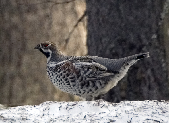 Hazel Grouse, by kallerna, 2009.