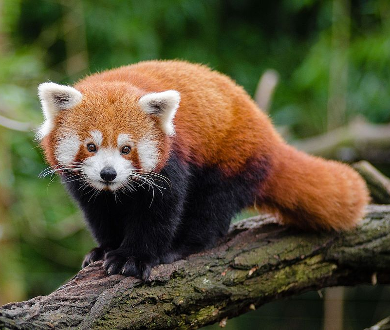 Red Panda image by Mathias Appel, 2016