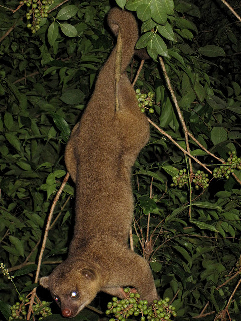 Kinkajou hanging using its prehensile tail. Image by Damian Manda, 2009