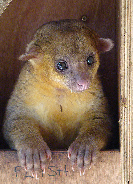 A Kinkajou at the Paradise Animal Rehabilitation Center, Volcancito, Panama. Image by Dick Culbert, 2008