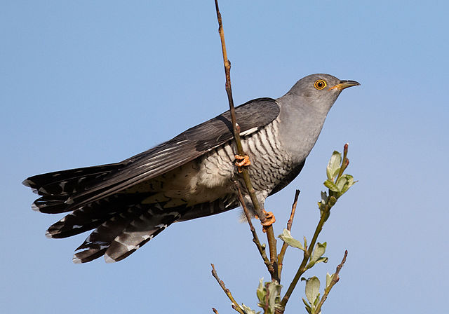 Common Cuckoo. Image by Chris Romeiks, 2011