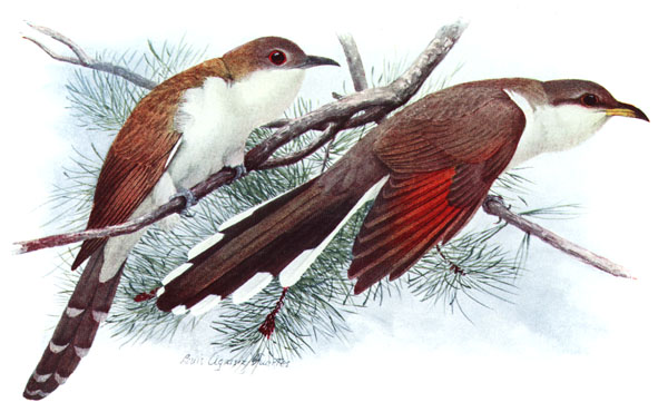 Black-billed Cuckoo (left), Yellow-billed Cuckoo (right). Watercolour by Louis Agassiz Fuertes between 1910 and 1914.
